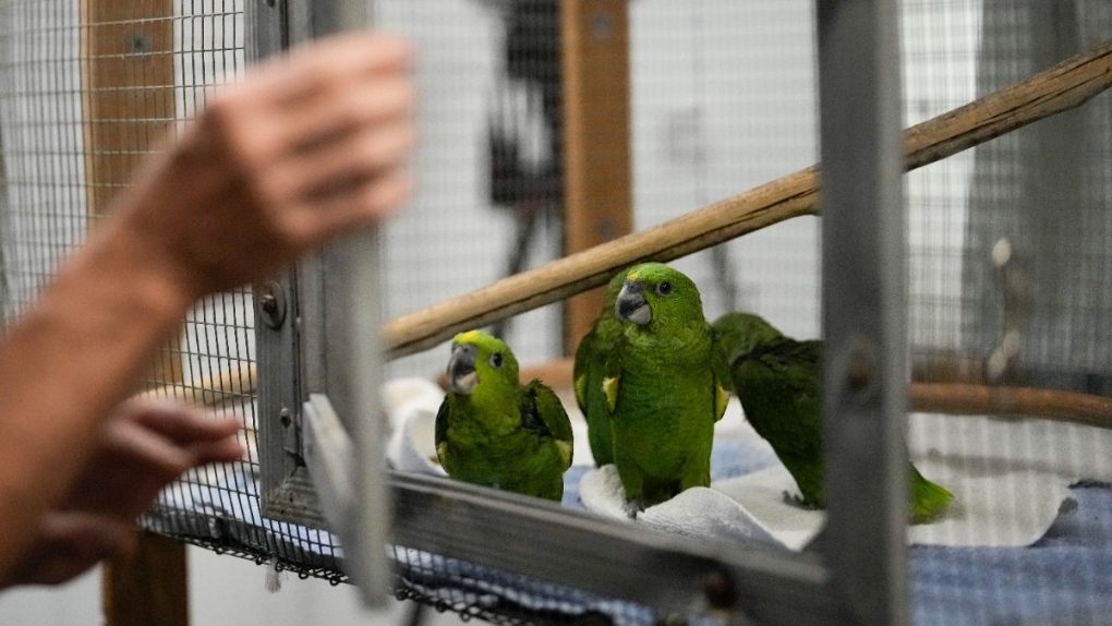 Chirping sounds lead airport officials to bag filled with smuggled parrot  eggs | CTV News