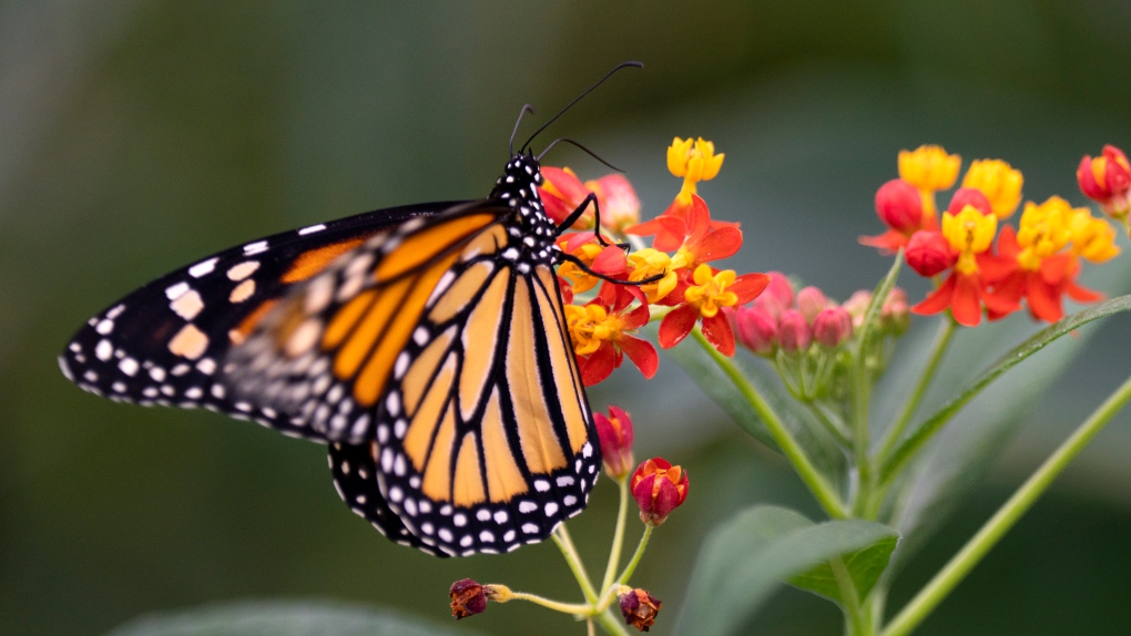 Summer pollination: Here's how to help bees and butterflies | CTV News