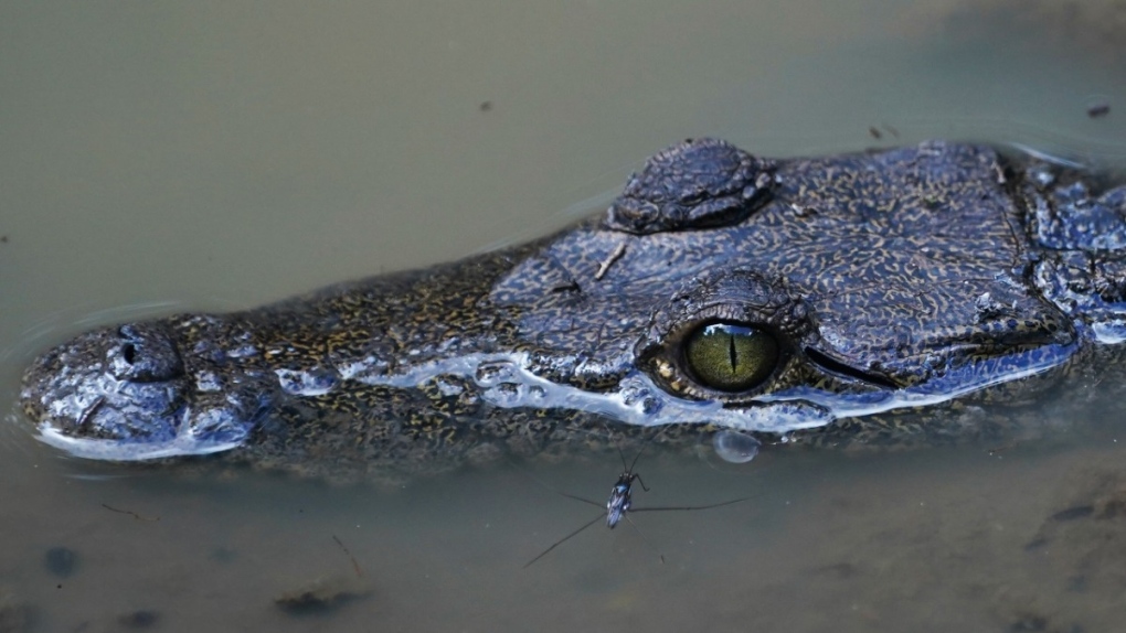 Facultative parthenogenesis': Scientists document crocodile 'virgin birth'  | CTV News