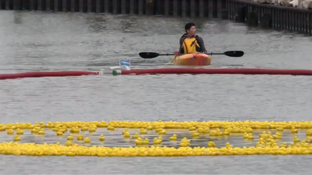 4000 rubber ducks drop in the inaugural rubber duck race in Belle