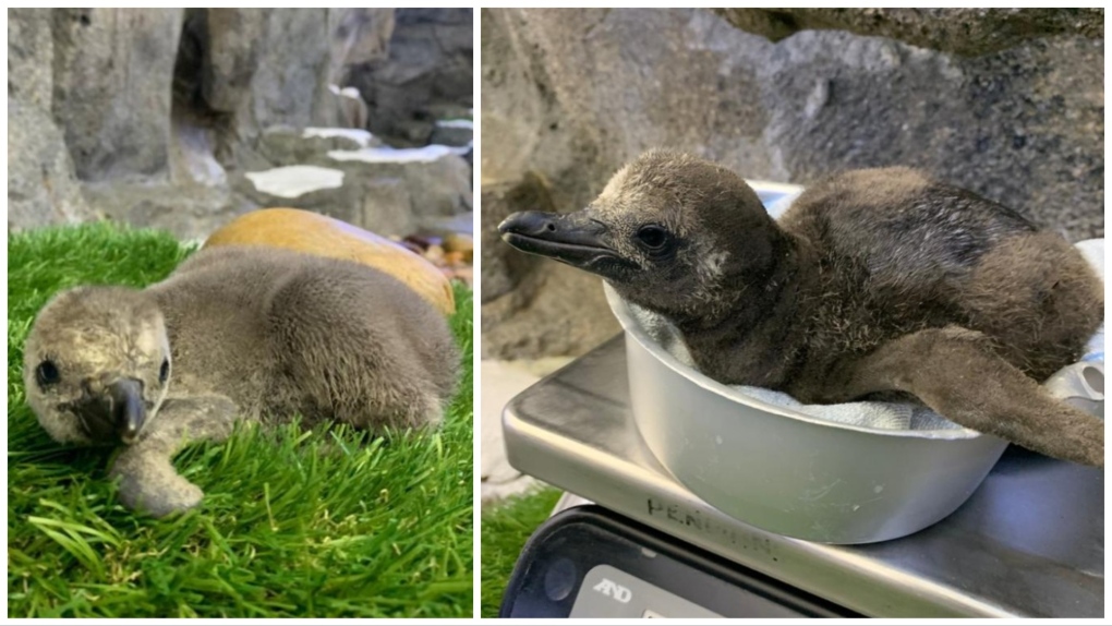 Wilder Institute/Calgary Zoo welcomes penguin chick | CTV News