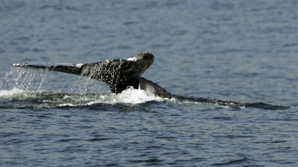 High presence of humpback whales off the Central Coast delays opening of crab  fishing season., News