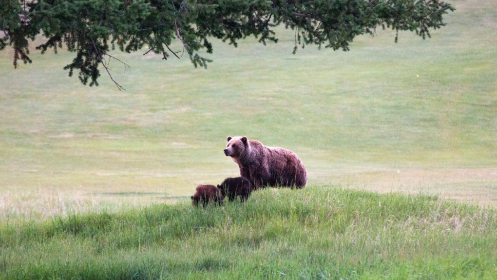 Grizzly family in Jasper National Park relocated after becoming 'food conditioned'