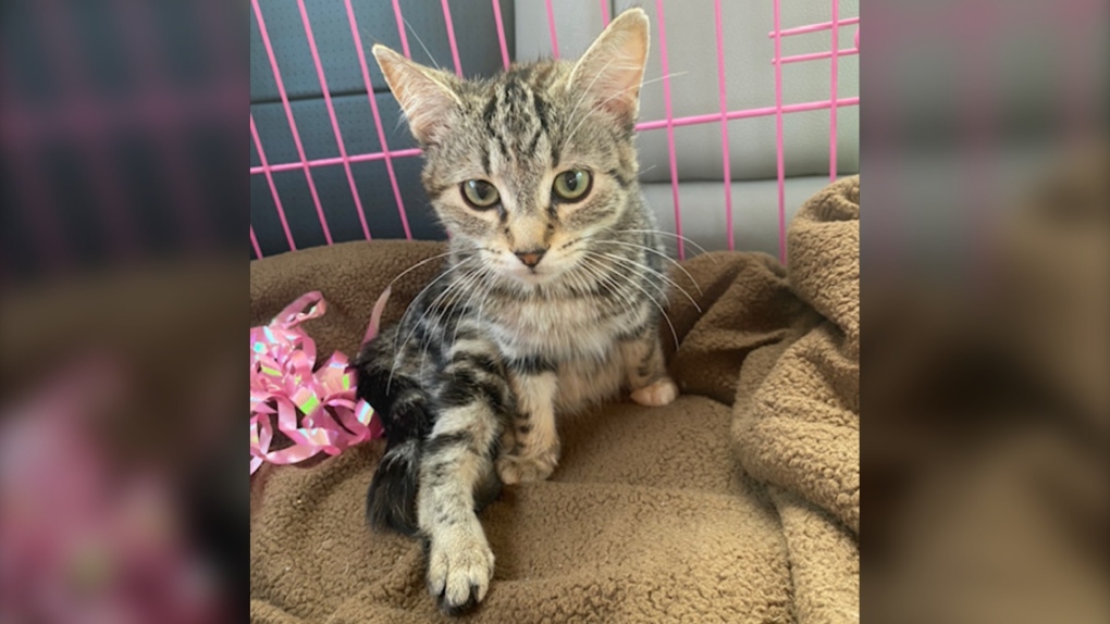 Kitten recovering after being found in a car engine at Sask. dealership