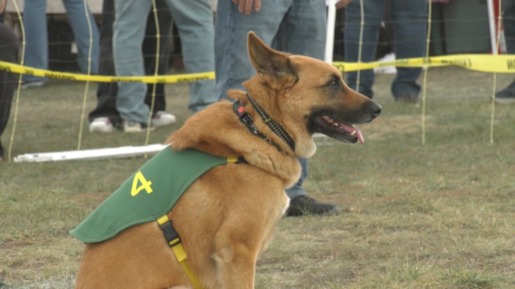 Saskatoon SPCA's Puptoberfest has tails wagging