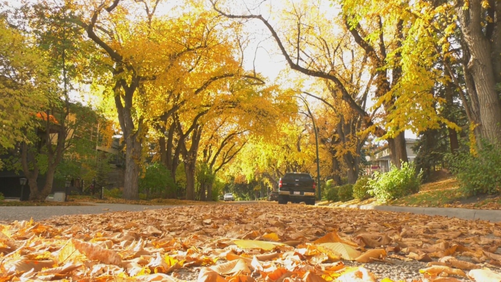 calgary.ctvnews.ca