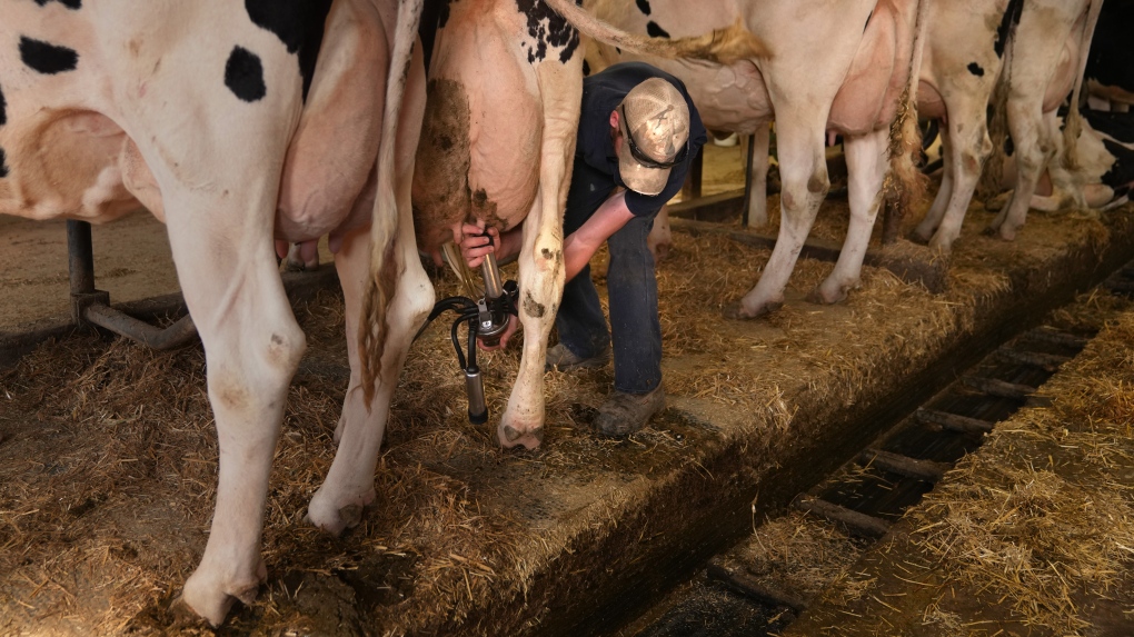 Billions of litres of milk wasted in Canada: study