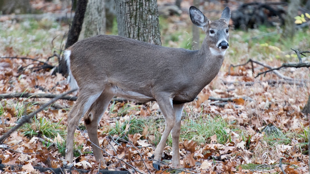 Montreal suburb begins controversial deer cull to reduce population in local park