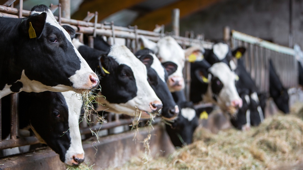 Milk dumping in Canada | CTV News