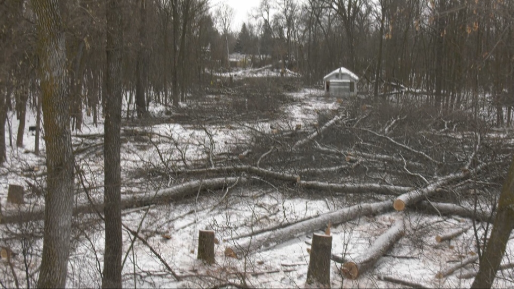 'Hopeful that we can make this go': Potential $5.25 million bid made for Lemay Forest