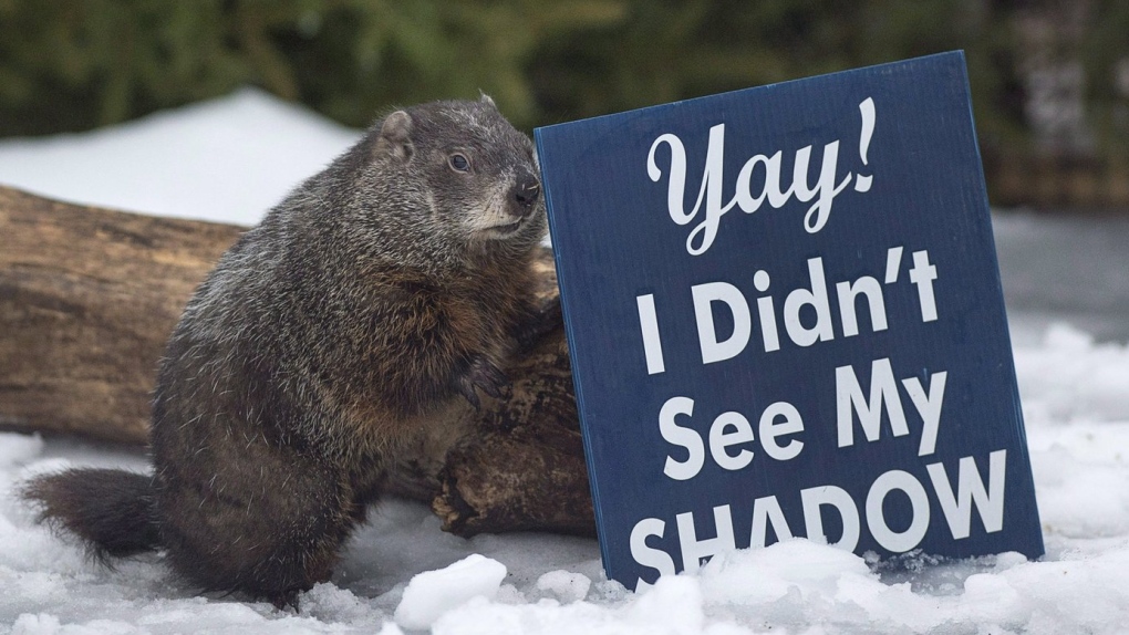 Groundhog Day 2024 in Canada Predictions Pathrum