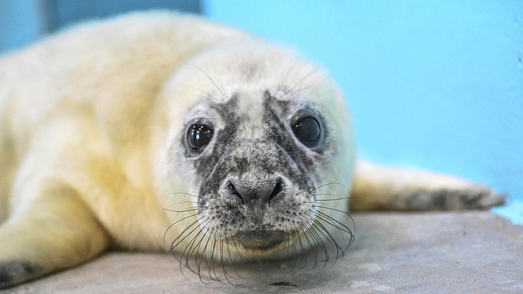 Blind seal gives birth at Illinois Zoo | CTV News