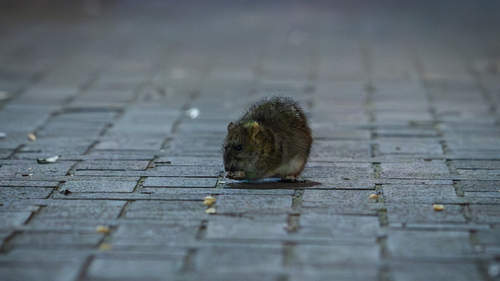 Rats are eating pot at infested police building | CTV News