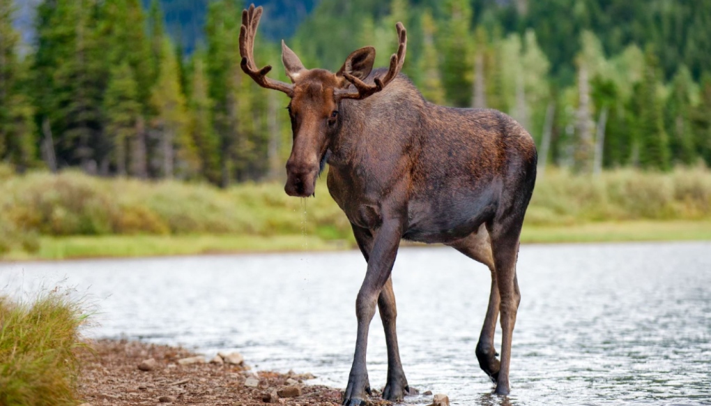 North Bay news: Local hunters fined $8,500 for illegal moose hunt | CTV ...