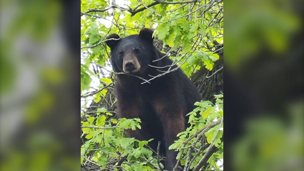 ‘It’s pretty alarming’: Urban Wildlife encounters in Winnipeg this week