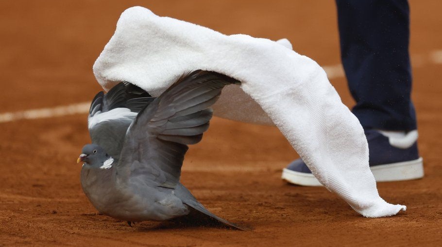 2024 French Open: Pigeon lands on court during play