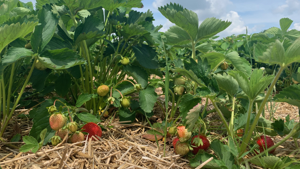 Why we’re seeing lower prices for imported strawberries