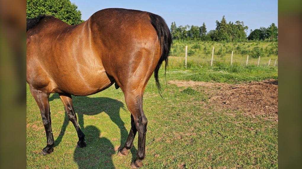 Tail hair cut off multiple horses outside Alberton: P.E.I. RCMP