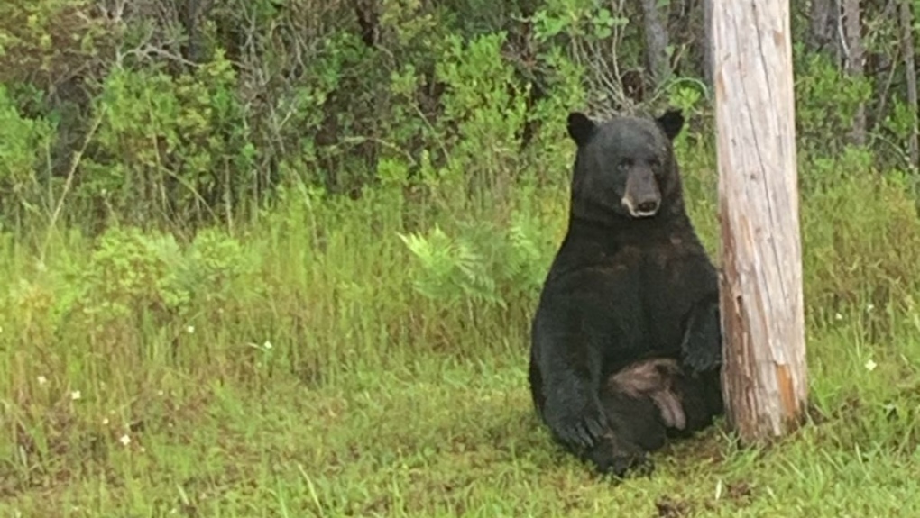 ‘Depressed’ bear in Florida likely just overheated: wildlife commission