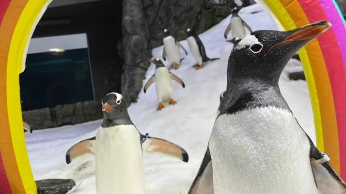 One half of the world-famous gay penguin couple dies