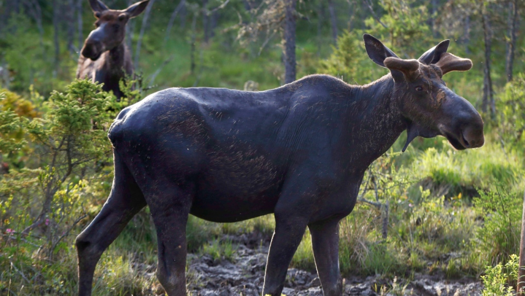 Echo Bay man fined for hunting a bull moose without a licence after trying to use Indigenous traditions to cover it up