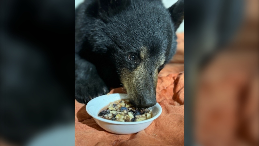 ‘Taco Bear’ gets new name while recovering after 10-hour trip to Windsor, Ont.