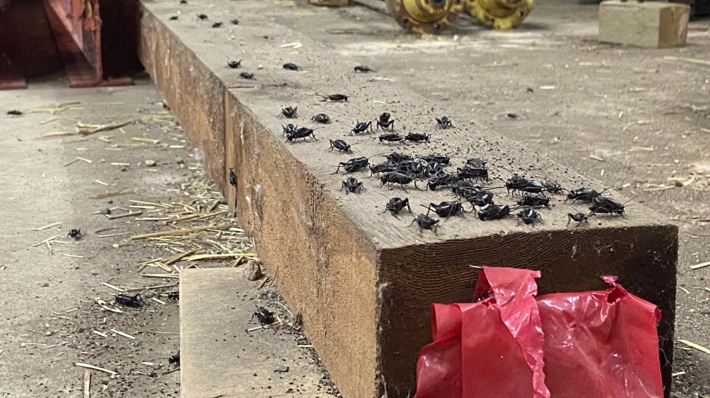 Cricket infestation taking over south Sask. farm