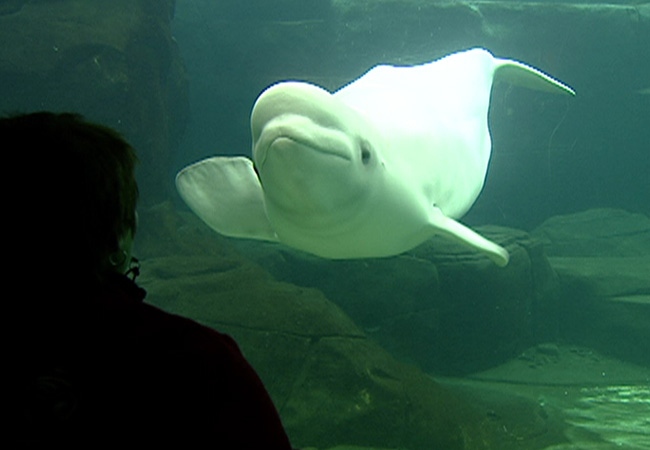 Qila the beluga is pregnant, Aquarium says twelve-year-old Qila the beluga is pregnant, the Vancouver Aquarium announced today. 