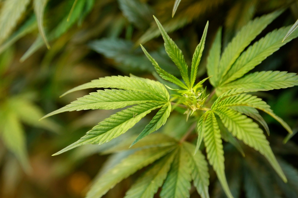 B.C. pot advocate's petition to decriminalize marijuana comes up short