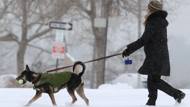 Humane Society urges pet owners to bring animals inside | CTV News