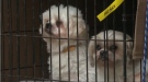 Two dogs arrive to the Toronto Humane Society from Quebec on Saturday, Feb. 2, 2012.