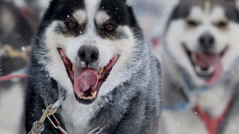 100 sled dogs culled in Whistler, B.C. | CTV News