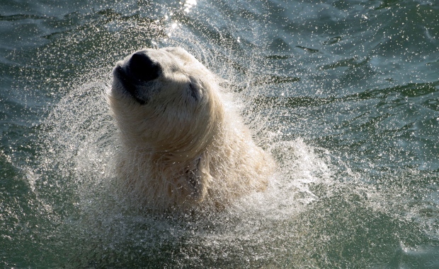 Could climate change cause polar bears to go from white to brown? | CTV ...