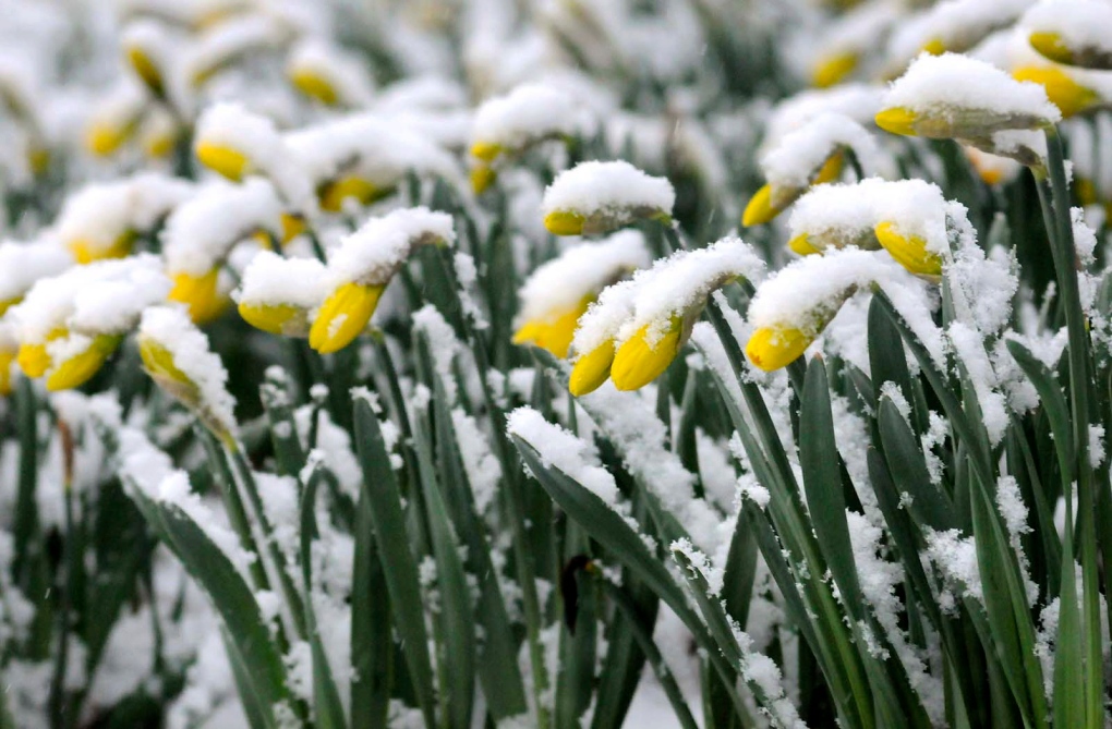 Snow in Lancaster, Pa. on March 25, 2013.