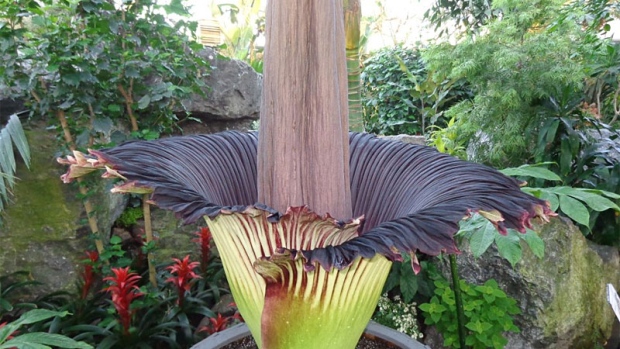 What's that smell? Stinky corpse flower in bloom at Muttart ...