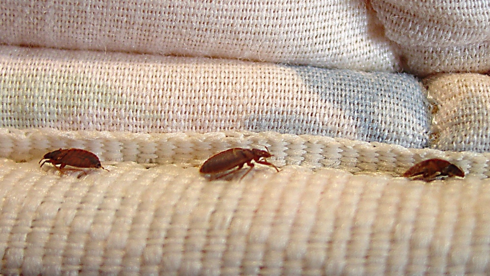 Study shows bed bugs cases increasing in Canada | CTV News