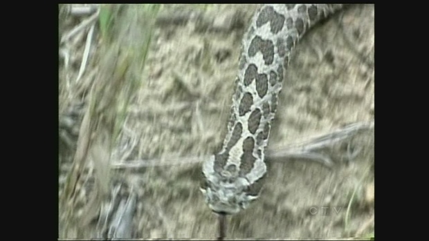 Poisonous snake bites higher than normal this year: MNR | CTV News