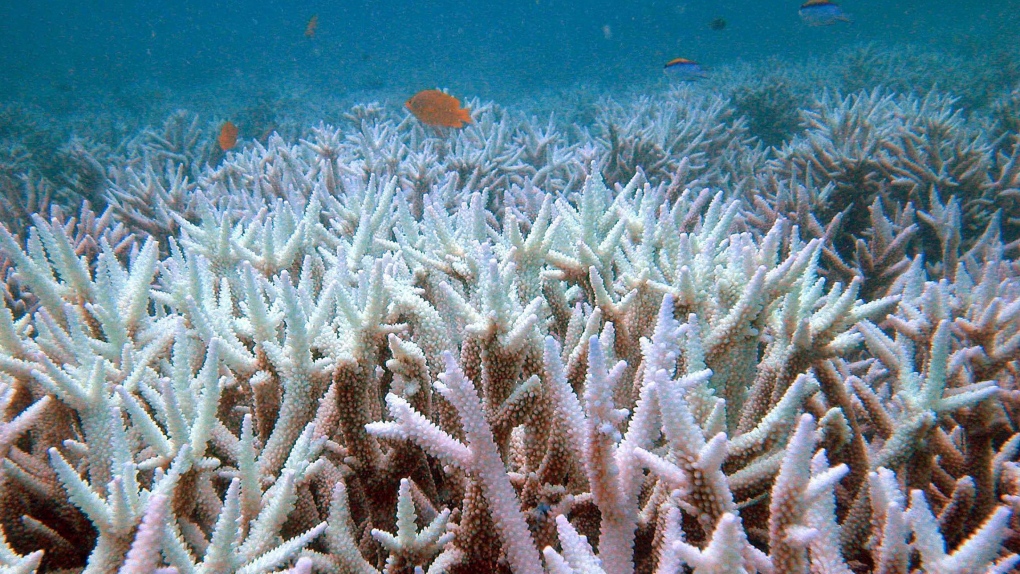Damaged coral reef