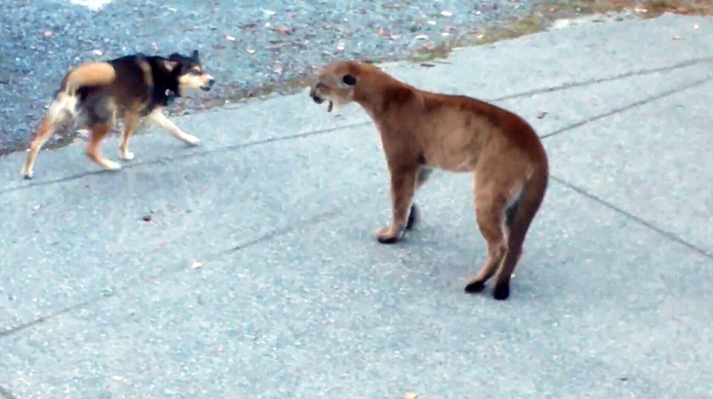 Cougar's stand-off with dogs near Victoria, B.C. caught on camera | CTV News