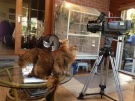 Cats check out CTV equipment at the home of Ken McGill in London, Ont. on Wednesday, Oct. 2, 2013. (Cara Campbell / CTV London)