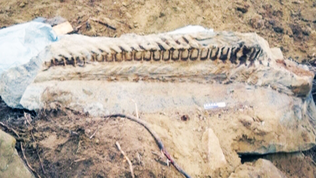 Giant fossil of dinosaur tail uncovered by pipeline crew in northwestern  Alberta | CTV News