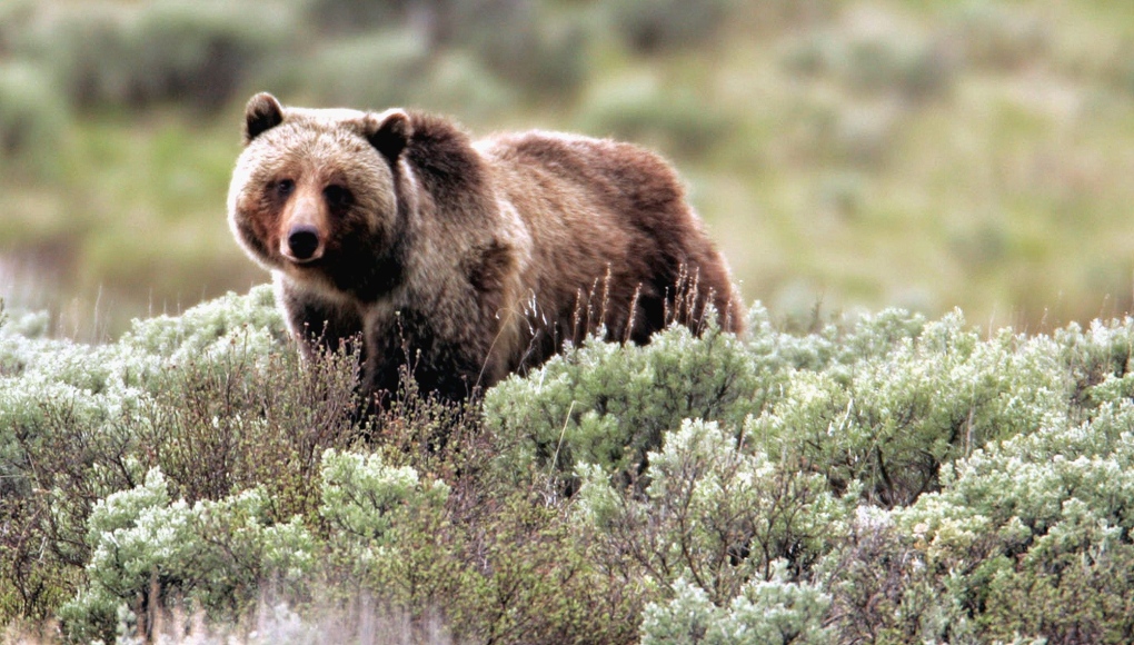 A grizzly bear roams near Beaver Lake in Yellowstone National Park, Wyoming, Wednesday July 6, 2011. (AP / Jim Urquhart)