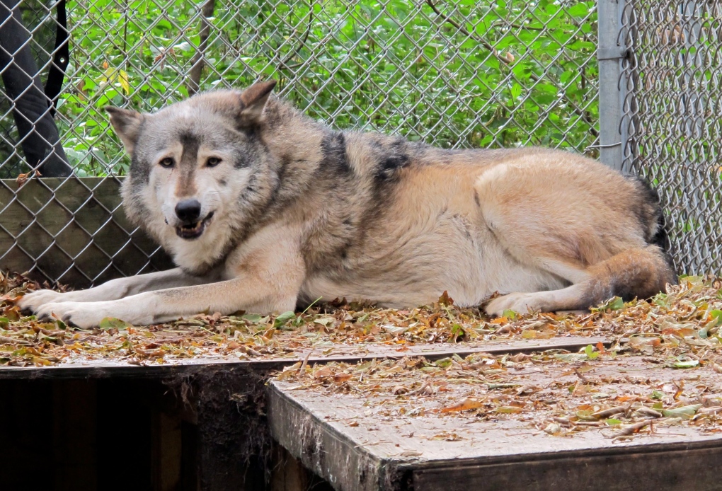 Wolves escape from UK zoo