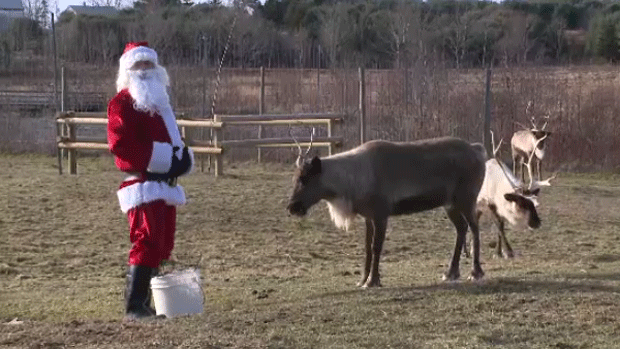 Wildlife webcam: Watch Santa's reindeer as they prepare for Christmas Eve  flight | CTV News