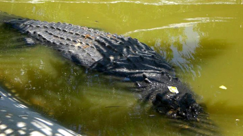 Filipino tycoon turns crocodiles into sisig, Louis Vuitton