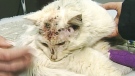 A cat is recovering in Sarnia, Ont. after being shot in the head with a pellet gun 17 times.