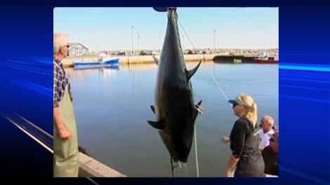 Woman breaks record with catch of big bluefin tuna | CTV News