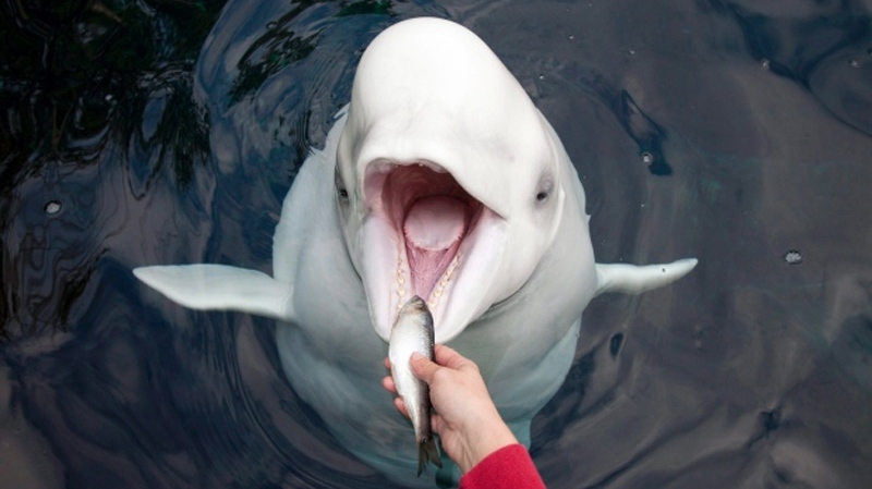 Orphaned baby beluga lost and found