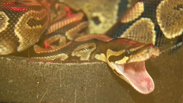 Snake removed from inside family's toilet 