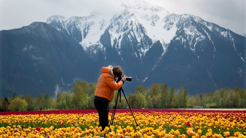 Tiptoe Through The Tulips At Agassiz B C Flower Festival Ctv News